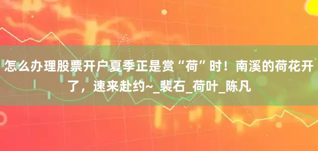 怎么办理股票开户夏季正是赏“荷”时！南溪的荷花开了，速来赴约~_裴石_荷叶_陈凡
